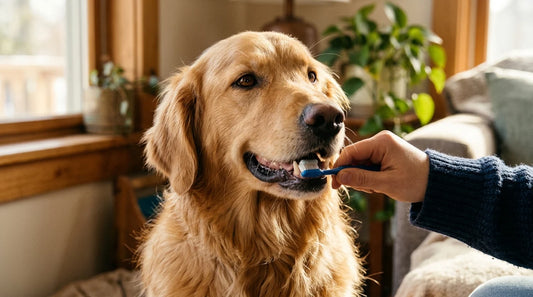 Como escovar os dentes do seu cachorro sem estresse
